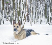ВЕО Лавбрил Ельдар. 11 лет