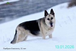ВЕО Лавбрил Елисента. 11 лет