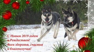 Поздравляем с Новым 2019 годом!!!