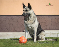 Лавбрил Каяра, 5 лет