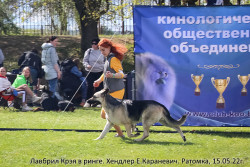 ВЕО Лавбрил Крэя (2 года) в ринге. Ратомка, 15.05.22