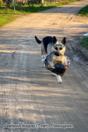 ВЕО Лавбрил Жадир (7 лет). Помощник