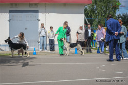 ВЕО Лавбрил Одриана, 12 мес. В ринге (в центре). Колодищи, 21.06.25