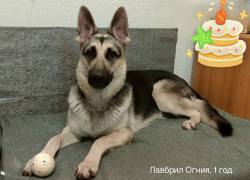 ВЕО Лавбрил Огния, возраст 1 год