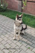 ВЕО Лавбрил Оламира, возраст 1 год