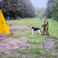 ВЕО Лавбрил Огния (11мес.) на занятиях