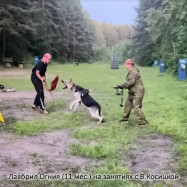 ВЕО Лавбрил Огния (11мес.) на занятиях с В.Косицкой