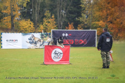 Д.Дрозд и ВЕО Жульбарс (3года). IGP1, RED DOG 2025.