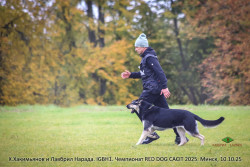 ВЕО Лавбрил Нарада (2 года). RED DOG 2025