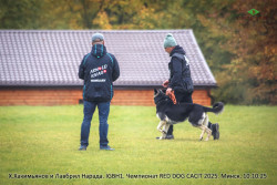 ВЕО Лавбрил Нарада (возр. 2 года). RED DOG 2025