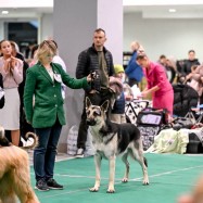 ВЕО Лавбрил Отен (16мес.). Минск, 19.10.25. Фото А.Рагинский