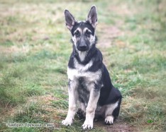 Щенок ВЕО Лавбрил Пружана (4 мес.)