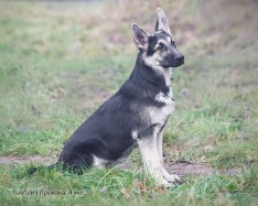 Щенок ВЕО Лавбрил Пружана, возраст 4 мес