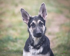 Щенок ВЕО Лавбрил Пружана (возраст 4 мес.)