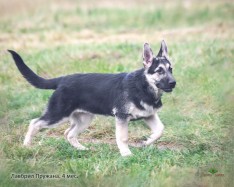 Щенок ВЕО Лавбрил Пружана. 4 мес