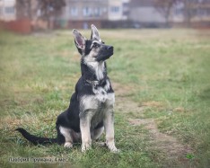Щенок ВЕО Лавбрил Пружана. 4 месяца