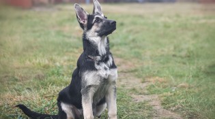 Щенок ВЕО Лавбрил Пружана. 4 месяца