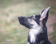 Щенок ВЕО Лавбрил Пружана. Возраст 4 мес