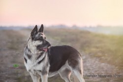 ВЕО Лавбрил Гардарика (возраст 10 лет). В поле