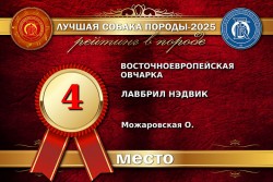 ВЕО Лавбрил Нэдвик. Лучшая собака породы-2025. 4 место