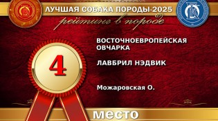ВЕО Лавбрил Нэдвик. Лучшая собака породы-2025. 4 место
