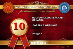ВЕО Лавбрил Одриана. Лучшая собака породы-2025. 10 место