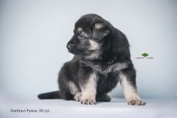 Щенок ВЕО Лавбрил Руяна. 30 сут