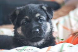 Щенок ВЕО Лавбрил Руяна. Возраст 30 сут