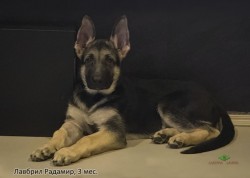 Щенок ВЕО Лавбрил Радамир, 3 мес