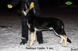 Щенок ВЕО Лабрил Грайм, возраст 5 мес. Стойка