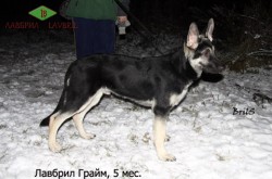 Щенок ВЕО Лабрил Грайм, возраст 5 мес. Свободная стойка.
