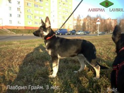Щенок ВЕО Лавбрил Грайм, возраст 3 мес. Стойка.