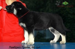Щенок ВЕО Лавбрил Грайм, возраст 46 суток. Стоечка.