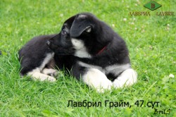 Щенок ВЕО Лавбрил Грайм, возраст 47 суток.