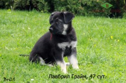 Щенок ВЕО Лавбрил Грайм, возраст 47 суток..