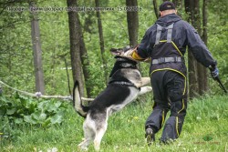 ВЕО Лавбрил Грайм возраст 1,5 года. На занятиях
