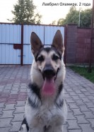 ВЕО Лавбрил Оламира, 2 года