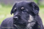 Щенок ВЕО Вияра Лавбрил (30 сут.). Портрет