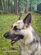ВЕО Лавбрил Каяра, 7 лет