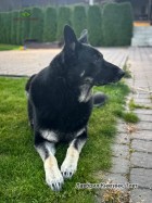 ВЕО Лавбрил Княгиня. 7 лет
