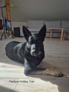 ВЕО Лавбрил Койра, 7 лет