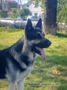 ВЕО Лавбрил Кортэз, 7 лет