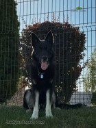 ВЕО Лавбрил Корвет, 7 лет