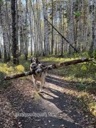 ВЕО Лавбрил Крутой, 7 лет. На прогулке